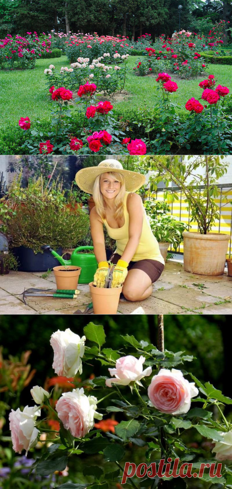 Хлебная закваска — необычное удобрение для роз! — 6 соток