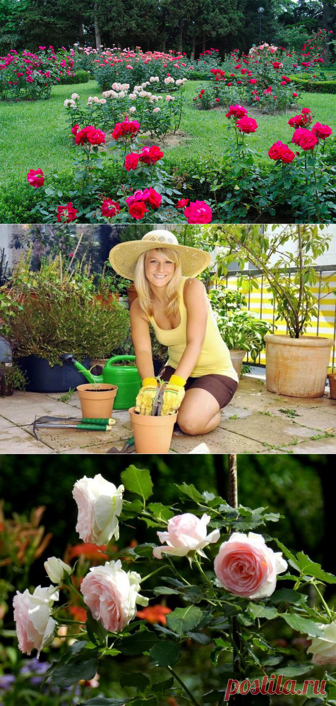 Хлебная закваска — необычное удобрение для роз! — 6 соток