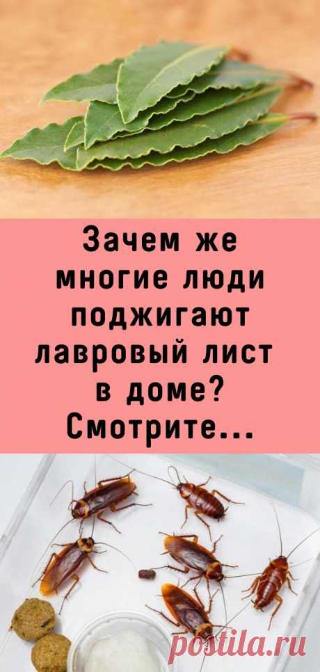 Зачем же многие люди поджигают лавровый лист в доме? Смотрите...