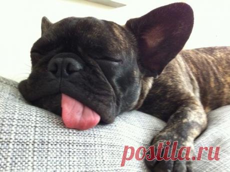 25 зверушек, которые с нетерпением ждут выходных, чтобы выспаться / Питомцы