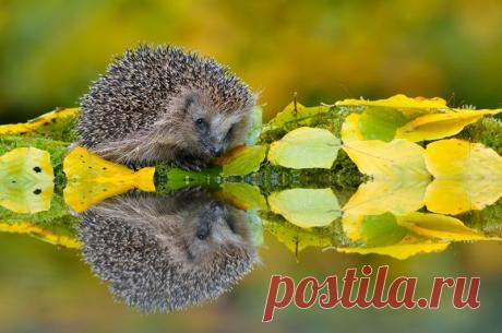 Восхитительные Карпаты, Украина.