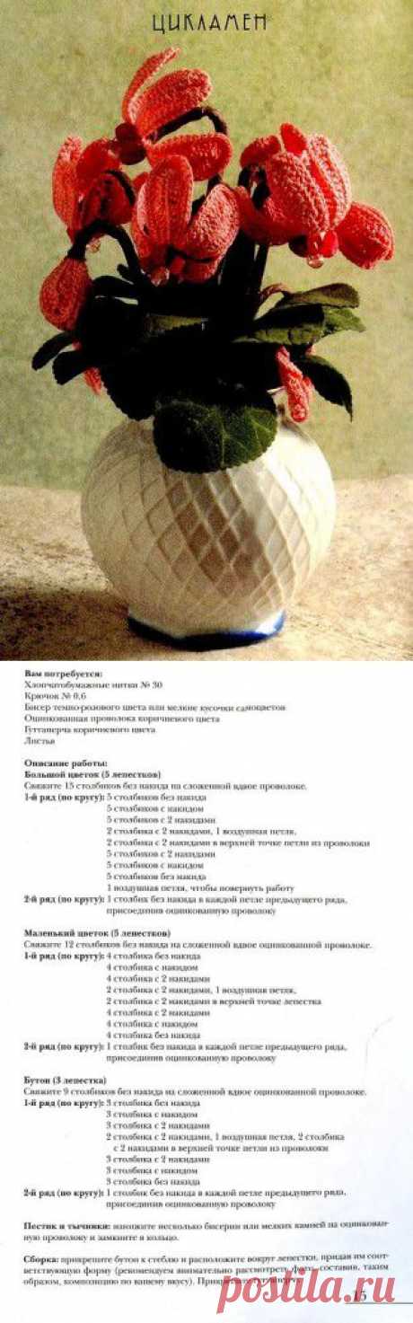 Цикламен.