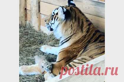 В приморском парке впервые родились амурские тигрята. В Приморском парке «Белый лев» впервые родились тигрята. «В нашем парке впервые на свет появились детеныши амурского тигра! Родителями стали Тайган и Сказка», — говорится в публикации. Всего родилось четыре тигренка, пишет РИА VladNews. Двое из них еще слабые, поэтому их забрали на дополнительное вскармливание.