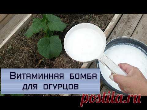 ОГУРЦЫ СРАЗУ ПОЙДУТ В РОСТ, ЕСЛИ ПОЛЬЁТЕ ЭТИМ РАСТВОРОМ. ОГУРЦЫ БУДЕТЕ СОБИРАТЬ ВЁДРАМИ.