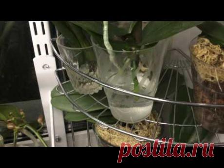 Растим корни орхидей в воде, мой опыт.