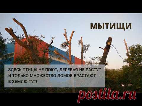 Варварская вырубка деревьев в Мытищах