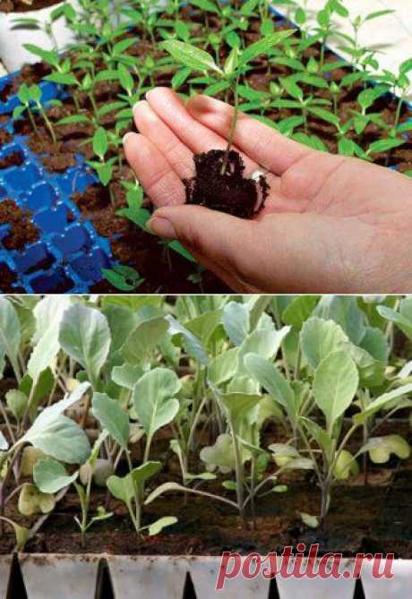 (+1) тема - Пикирование рассады капусты и томатов | 6 соток