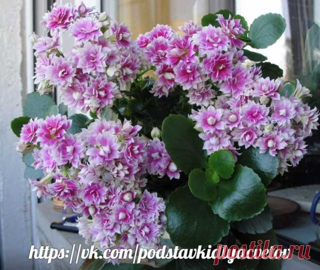 Цветочная Энциклопедия Комнатных Растений