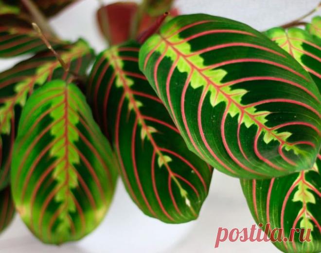 Маранта: уход в домашних условиях, пересадка и размножение, виды