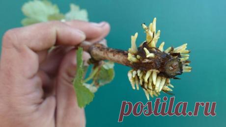 Корни будут через 21 день: один из лучших способов укоренения винограда в домашних условиях (100%-ный результат)