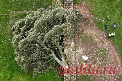 В Великобритании спилили знаменитое дерево Робин Гуда. В национальном парке Нортумберленд на севере Англии 16-летний подросток спилил дерево из фильма 1991 года «Робин Гуд: Принц воров». Многовековой платан был одним из главных фотографируемых объектов страны. В 2016 году благотворительная организация The Woodland Trust назвала платан «деревом года» Англии.