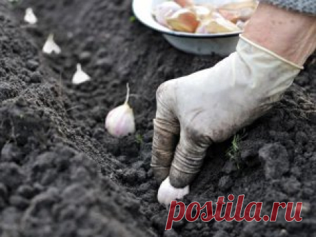 Озимий часник переводиться від перегною | Новини на Gazeta.ua