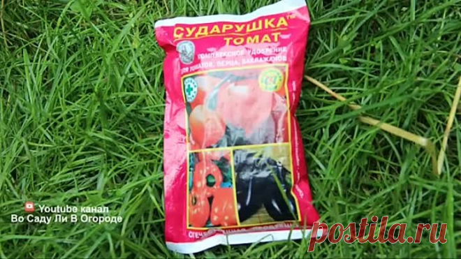 После Этой Подкормки Томаты Просто Усыпаны Плодами!