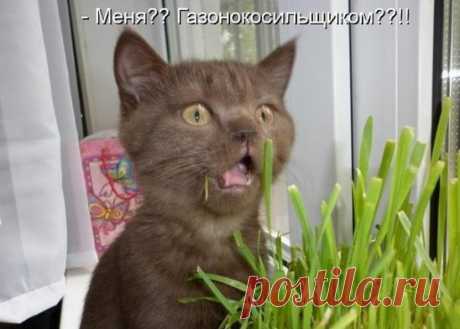 Вы, однако, обнаглели, 
 косить траву мне дать хотели,
 я в Рыбнадзор хочу попасть, 
там поработаю я всласть!!!