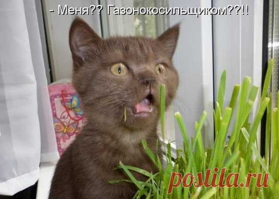 Вы, однако, обнаглели, 
 косить траву мне дать хотели,
 я в Рыбнадзор хочу попасть, 
там поработаю я всласть!!!