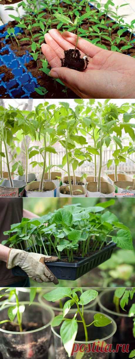Когда сажать рассаду перца, помидоров и других овощных культур! | ЖЕНСКИЙ МИР