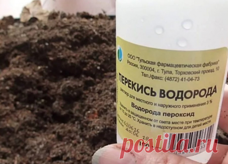 Простая перекись водорода буквально оживит ваши комнатные цветы! Простая перекись водорода буквально оживит ваши комнатные цветы! Когда необходима перекись водорода. Приготовление раствора для обработки цветов. Как правильно обрабатывать комнатные цветы перекисью водорода.