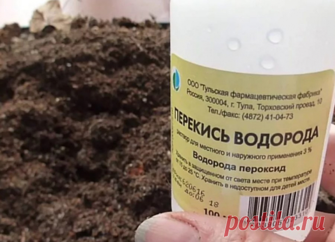 Простая перекись водорода буквально оживит ваши комнатные цветы! Простая перекись водорода буквально оживит ваши комнатные цветы! Когда необходима перекись водорода. Приготовление раствора для обработки цветов. Как правильно обрабатывать комнатные цветы перекисью водорода.