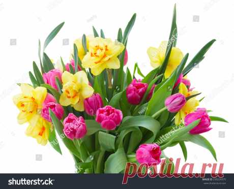 Bouquet Pink Tulip Flowers Yellow Daffodils Imagen De Archivo (stock) 239224375 - Shutterstock