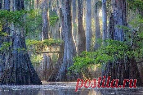 Удивительные кипарисы озера Каддо, США.