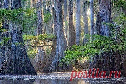 Удивительные кипарисы озера Каддо, США.