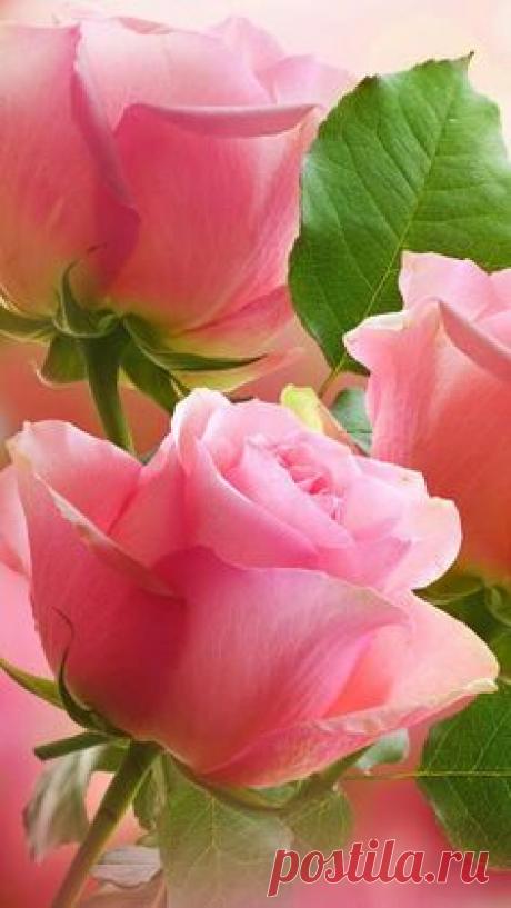 A beautiful, fragrant pink rose.
