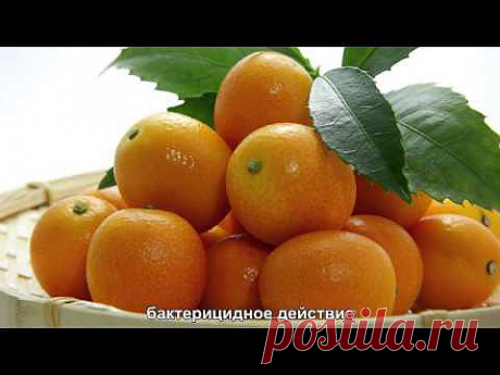 Что за Экзотический Фрукт Кумкват?