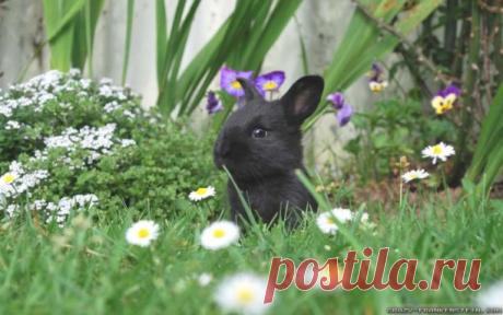 "Где моя мама?"💚🐰 | Интересный контент в группе Ship Shard