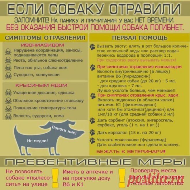 Бездомные животные в добрые руки (г. Астрахань)