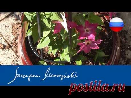 Clematis – клематис и другие вьющиеся растения на балконе - посадка