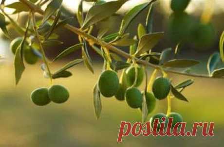 Популярное – Google+