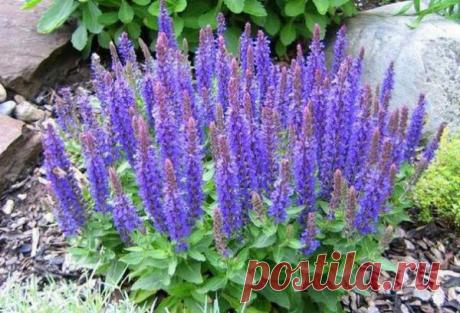 Шалфей, полезные свойства и противопоказания для женщин и мужчин — Здоровое питание и фитнес