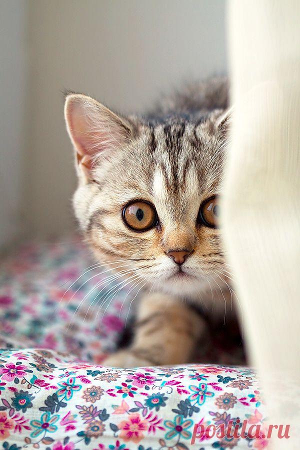 photo: *** | photographer: mishelka | WWW.PHOTODOM.COM