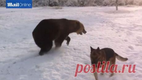 Играющий с собакой медведь стал звездой YouTube | Уши, лапы, хвост