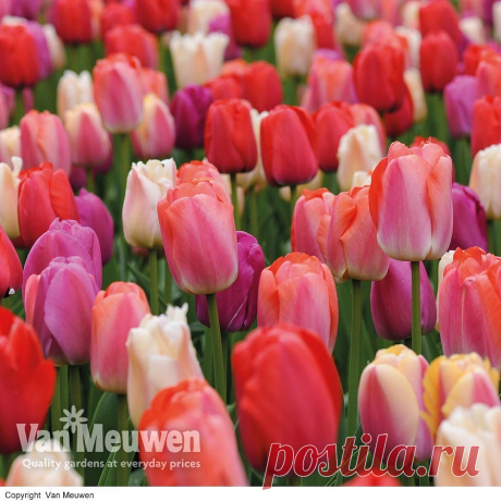 Tulip 'Sunset Shades' | Van Meuwen
