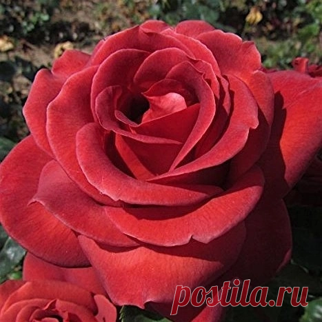 ЗАПИСКИ РОЗОВЕДА . ТЕРРАКОТА | Розовед Михалыч | Дзен