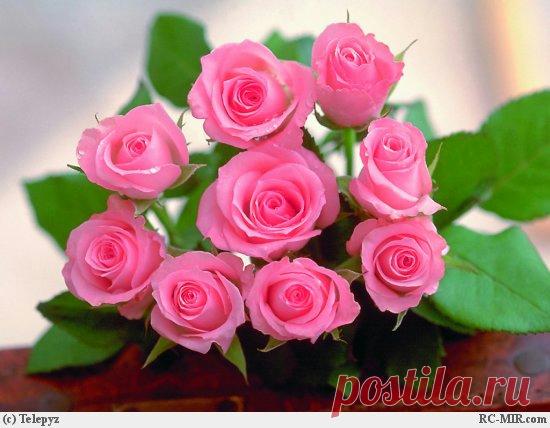 ЛУЧШИЕ СТИХИ ПРО НОВЫЙ ГОД И ПРО ДЕДА МОРОЗА. Обсуждение на LiveInternet - Российский Сервис Онлайн-
Вы можете в праздник не верить -
Совсем нелогично и зря,
Но знайте - волшебное время
Наступит в конце декабря.