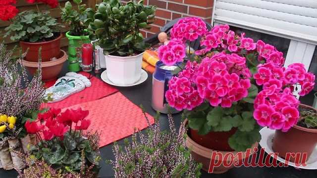 Чтобы герань всегда пышно цвела…
