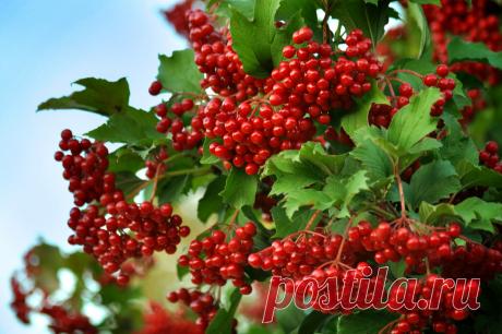 Средства и травы, выводящие мокроту из легких и бронхов