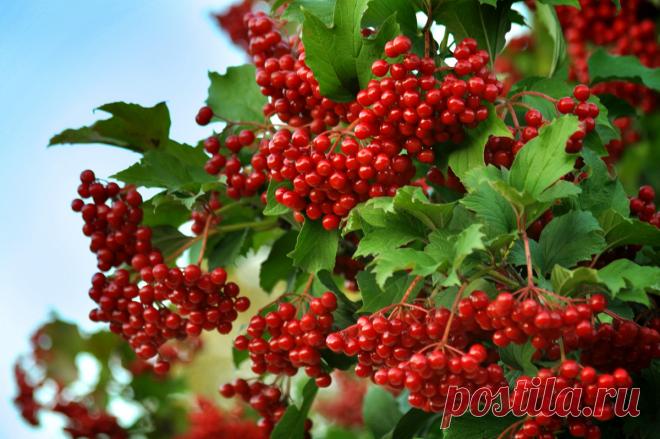 Средства и травы, выводящие мокроту из легких и бронхов