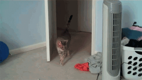 Кото-гифки для отличного настроения!