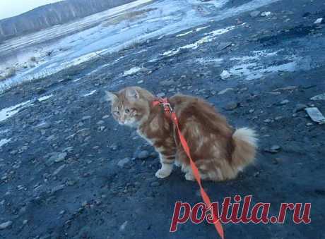 Бобтейл: Бесхвостый кот с жаждой приключений. Порода, которую нужно выгуливать, как собак! | Книга животных | Яндекс Дзен