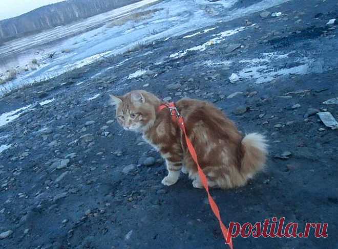 Бобтейл: Бесхвостый кот с жаждой приключений. Порода, которую нужно выгуливать, как собак! | Книга животных | Яндекс Дзен