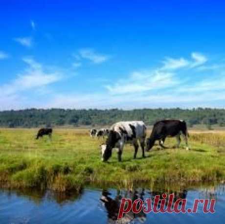 Сегодня 06 мая в народном календаре Юрий Вешний, Егорьев день