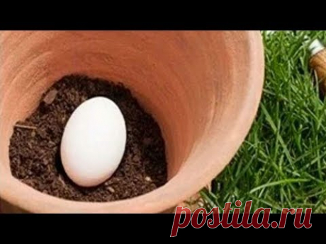 قم بزرع بيضة في تربة حديقتك، وما سيحدث بعد عدة أيام سيكون مفاجأة لك !! - YouTube