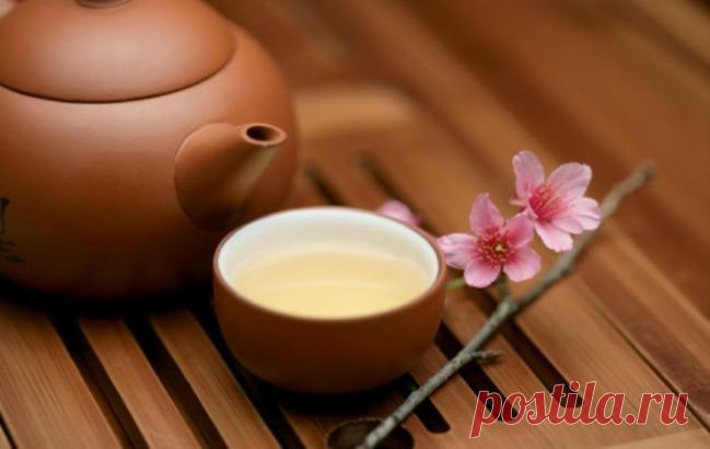 Благородный и молодой: полезные свойства белого чая - чай, белый чай, полезные продукты, здоровье