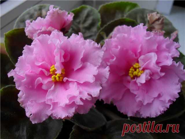 Сенполии: о сортах и спортах..