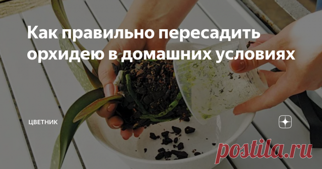 Как правильно пересадить орхидею в домашних условиях В природе орхидеи живут в симбиозе с другими растениями, комфортно чувствуя себя на стволах деревьев, в расщелинах скал. В домашних условиях субстрат в цветочных горшках со временем истощается, его объёма становится мало для корневой системы — такие проблемы решаются с помощью пересадки.
Пересадка орхидеи (Источник: Яндекс.Картинки)
Когда нужно пересаживать
Плановые процедуры по замене грунта
