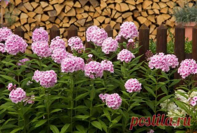 Флоксы — правильный выбор места и тонкости посадки. Особенности ковровых, рыхлодерновых и кустовых флоксов. Фото — Ботаничка.ru