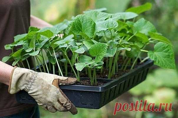 Рассадная считалочка для 